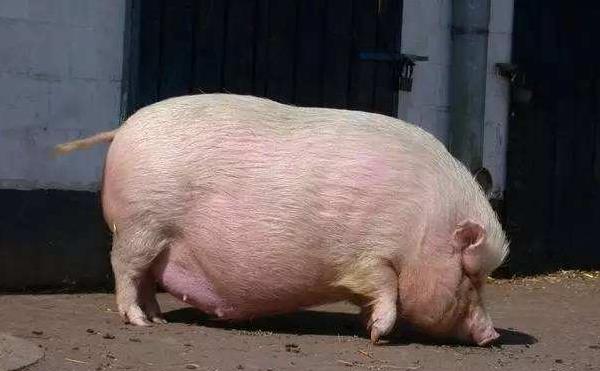 母豬不發情怎么辦 怎樣讓母豬發情