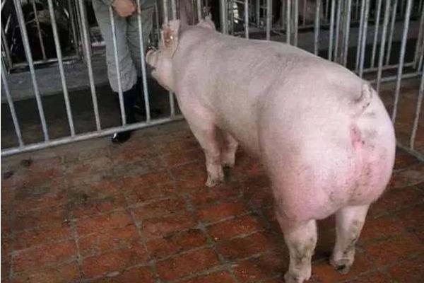 母豬不發(fā)情怎么辦 怎樣讓母豬發(fā)情