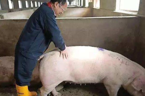 母豬不發(fā)情怎么辦 怎樣讓母豬發(fā)情