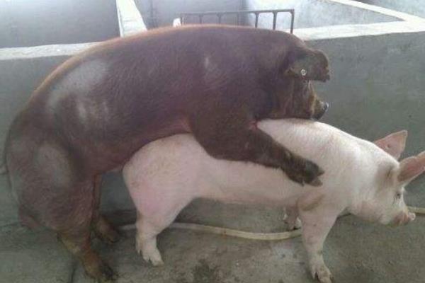 母豬不發(fā)情怎么辦 怎樣讓母豬發(fā)情