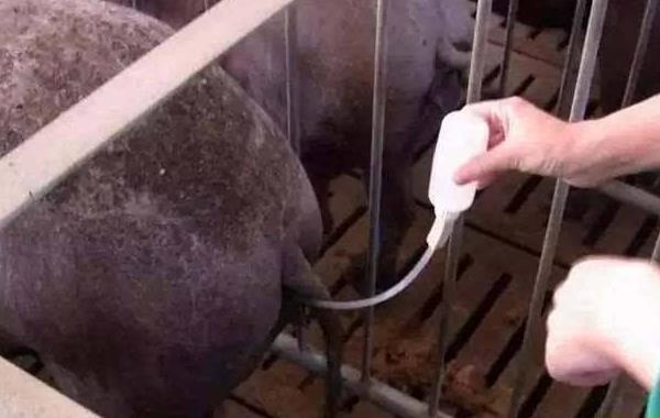 母豬不發(fā)情怎么辦 怎樣讓母豬發(fā)情