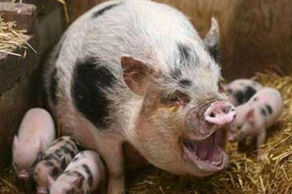 母豬不發(fā)情怎么辦 怎樣讓母豬發(fā)情