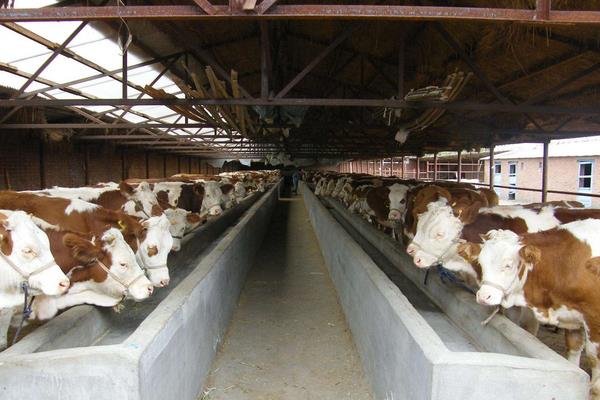 架子牛育肥技術(shù) 什么是架子牛