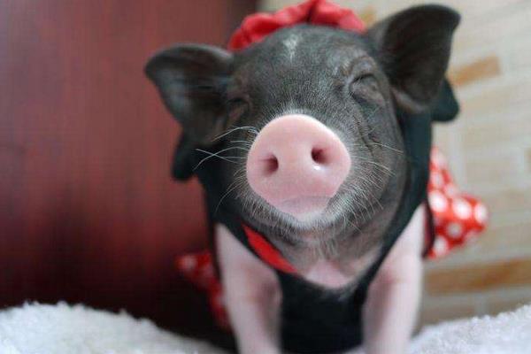 寵物豬市場價格多少錢一只 寵物豬品種有哪些