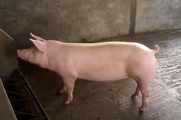 二元母豬是怎么來的 二元母豬是什么意思