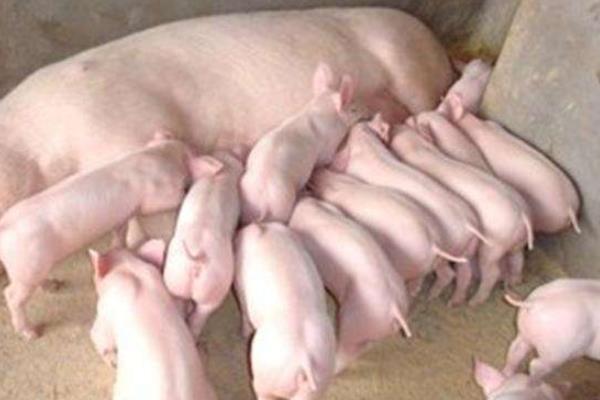 二元母豬是怎么來(lái)的 二元母豬是什么意思