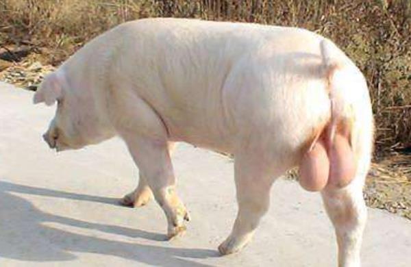 二元母豬是怎么來(lái)的 二元母豬是什么意思