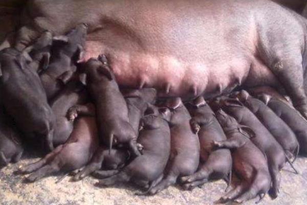 二元母豬是怎么來(lái)的 二元母豬是什么意思