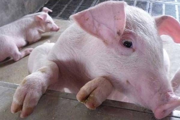 二元母豬是怎么來(lái)的 二元母豬是什么意思