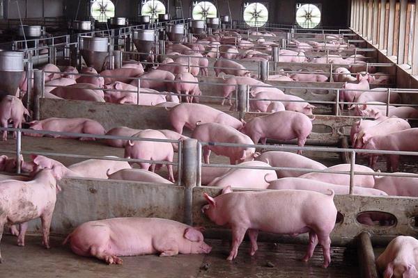 二元母豬是怎么來(lái)的 二元母豬是什么意思