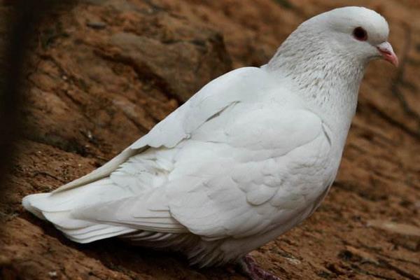鴿子可以吃雞飼料嗎  鴿子吃什么下蛋快