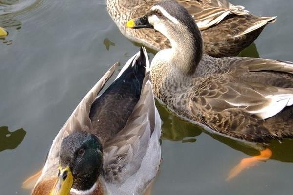 鴨飼料市場價格多少錢一斤（袋）鴨飼料怎么配制