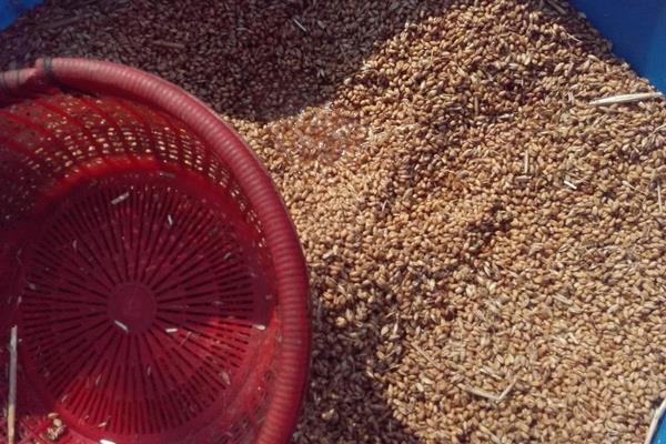 鴨飼料市場價格多少錢一斤(袋)鴨飼料怎么配制