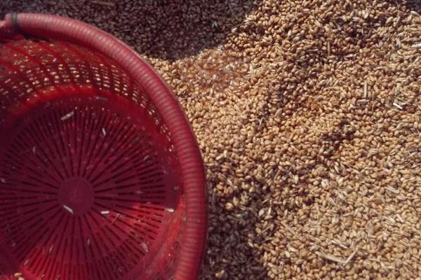 鴨飼料怎么配 鴨飼料簡單配方表