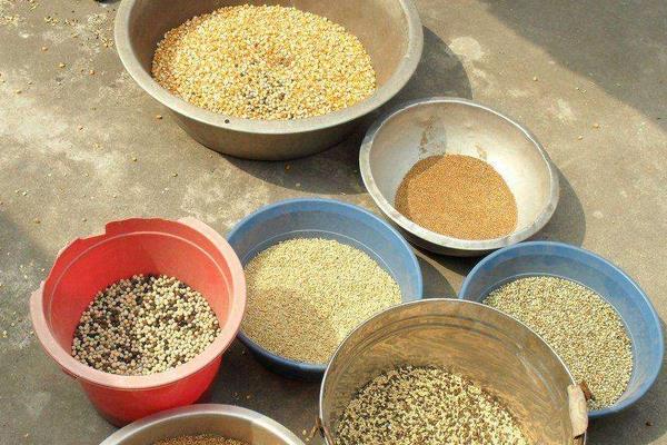 鴿子可以吃雞飼料嗎 鴿子吃什么下蛋快