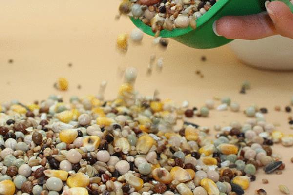 鴿子可以吃雞飼料嗎 鴿子吃什么下蛋快