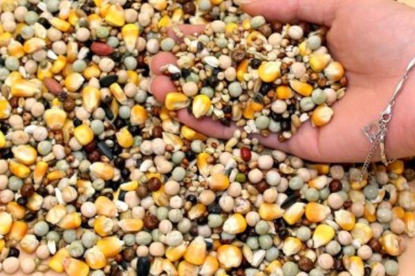 鴿子可以吃雞飼料嗎 鴿子吃什么下蛋快