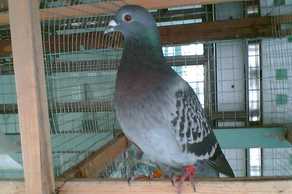 鴿子可以吃雞飼料嗎 鴿子吃什么下蛋快