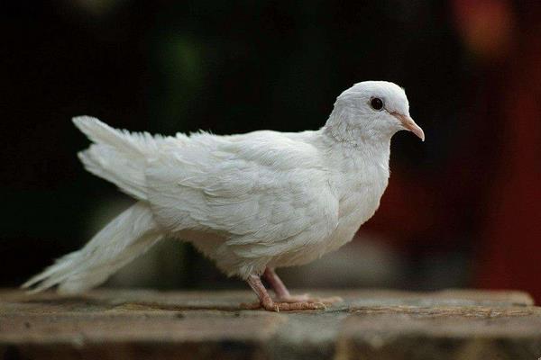 鴿子可以吃雞飼料嗎 鴿子吃什么下蛋快