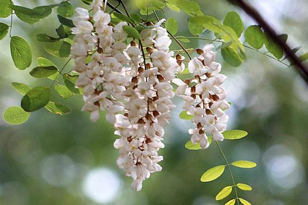 夢見槐花開了是什么意思 女人夢見槐花盛開有什么預兆