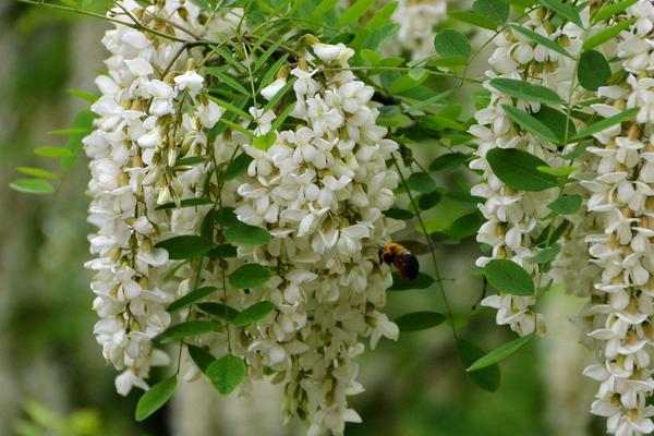 夢見槐花開了是什么意思 女人夢見槐花盛開有什么預兆
