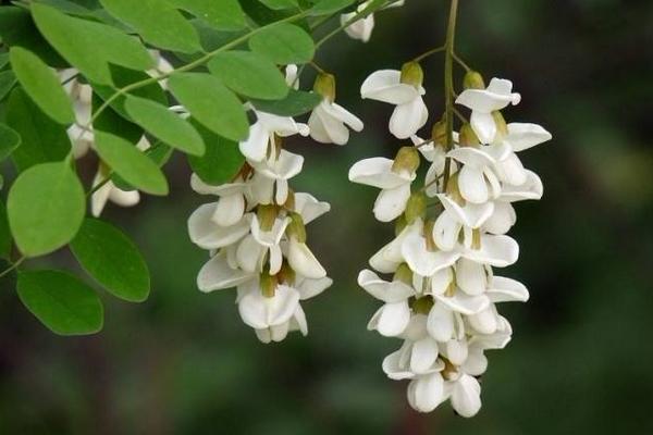 夢見槐花開了是什么意思 女人夢見槐花盛開有什么預兆