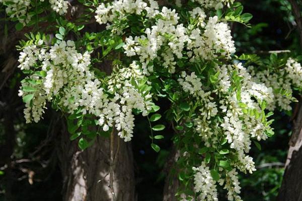 夢見槐花開了是什么意思 女人夢見槐花盛開有什么預兆