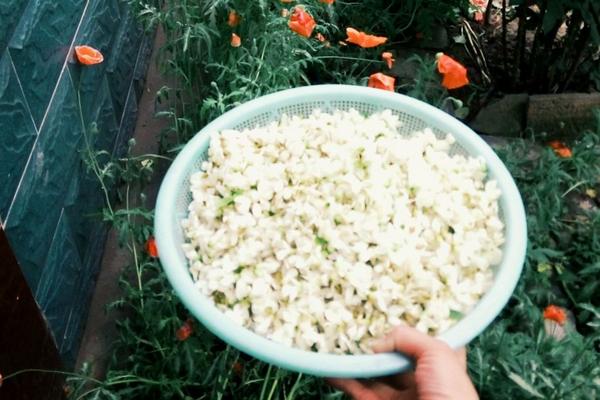 夢見槐花開了是什么意思 女人夢見槐花盛開有什么預兆