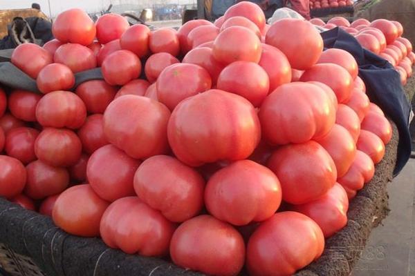 夢見西紅柿是什么意思 夢見好多熟了的西紅柿有什么預兆