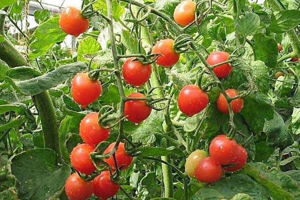 夢見西紅柿是什么意思 夢見好多熟了的西紅柿有什么預兆