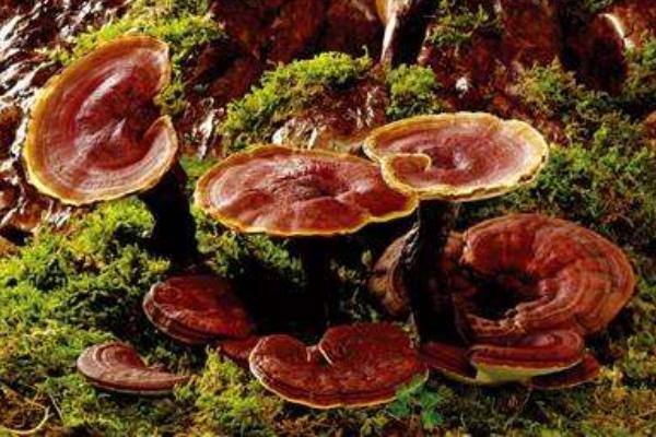 夢見靈芝是什么意思 夢見采了很多靈芝有什么預兆