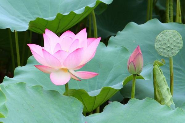 夢見荷花是什么意思 女人夢見荷花池開滿很漂亮的荷花有什么預兆