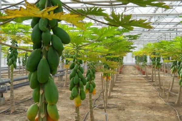 夢見木瓜是什么意思 孕婦夢見摘木瓜吃有什么預兆