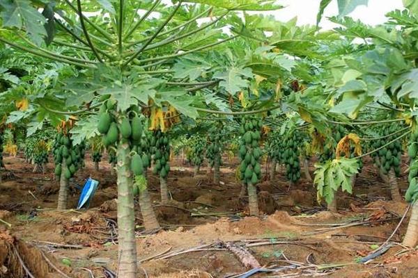 夢見木瓜是什么意思 孕婦夢見摘木瓜吃有什么預兆