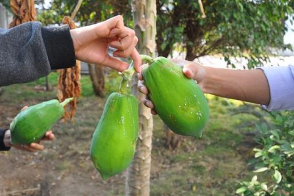 夢見木瓜是什么意思 孕婦夢見摘木瓜吃有什么預兆