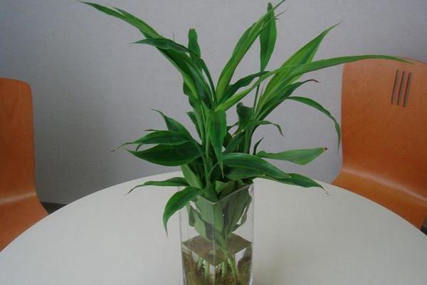 夢見富貴竹是什么意思 夢見富貴竹很茂盛且開花有什么預兆