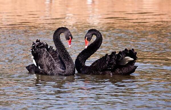 黑天鵝會飛嗎 黑天鵝和白天鵝的區別是什么