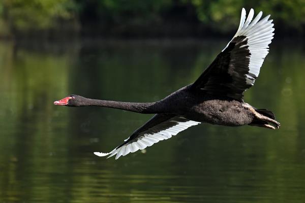 黑天鵝會飛嗎 黑天鵝和白天鵝的區別是什么