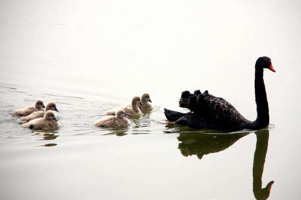 黑天鵝會飛嗎 黑天鵝和白天鵝的區別是什么