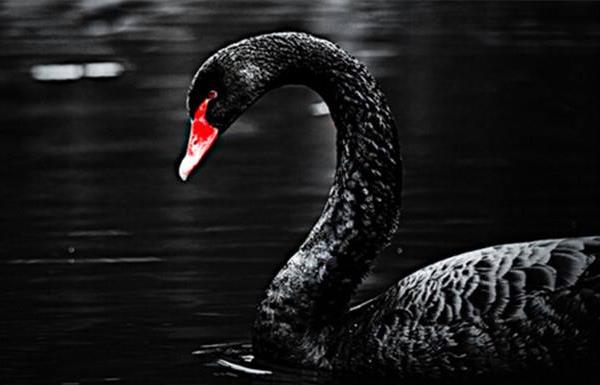 黑天鵝會飛嗎 黑天鵝和白天鵝的區別是什么
