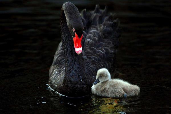 黑天鵝會飛嗎 黑天鵝和白天鵝的區別是什么