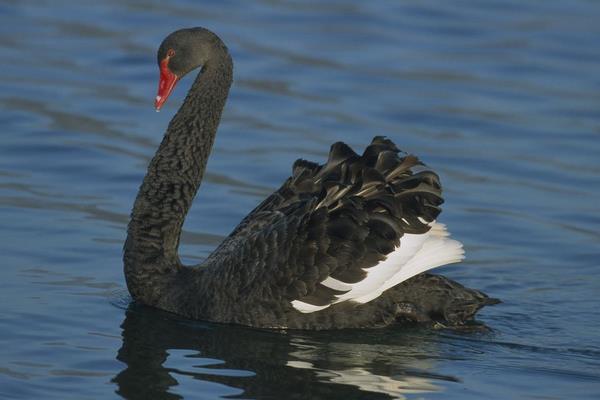 黑天鵝會飛嗎 黑天鵝和白天鵝的區別是什么