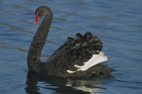 黑天鵝苗市場多少錢一只  怎么飼養黑天鵝
