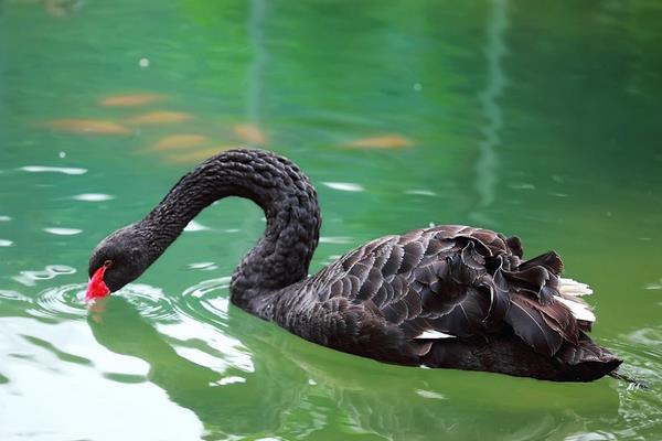 黑天鵝苗市場多少錢一只 怎么飼養(yǎng)黑天鵝