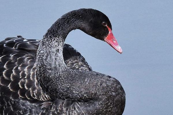 黑天鵝苗市場多少錢一只 怎么飼養(yǎng)黑天鵝