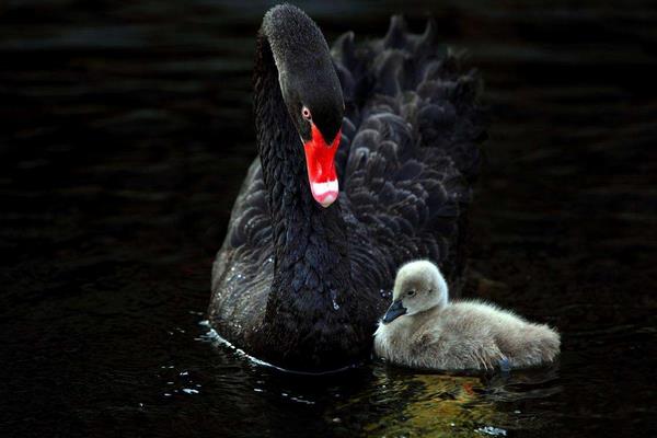 黑天鵝苗市場多少錢一只 怎么飼養(yǎng)黑天鵝