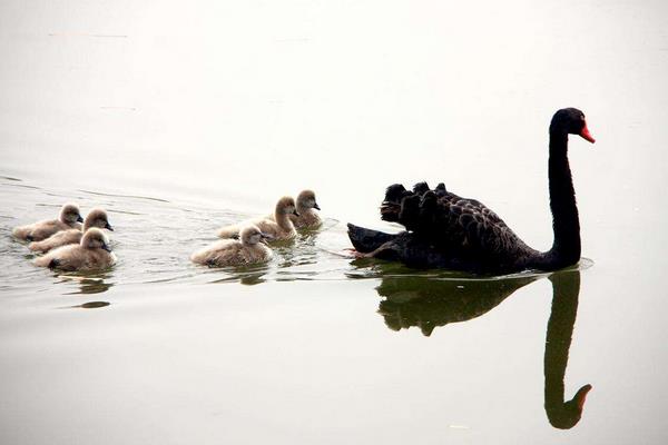 黑天鵝苗市場多少錢一只 怎么飼養(yǎng)黑天鵝