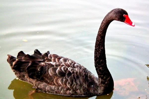 黑天鵝苗市場多少錢一只 怎么飼養(yǎng)黑天鵝