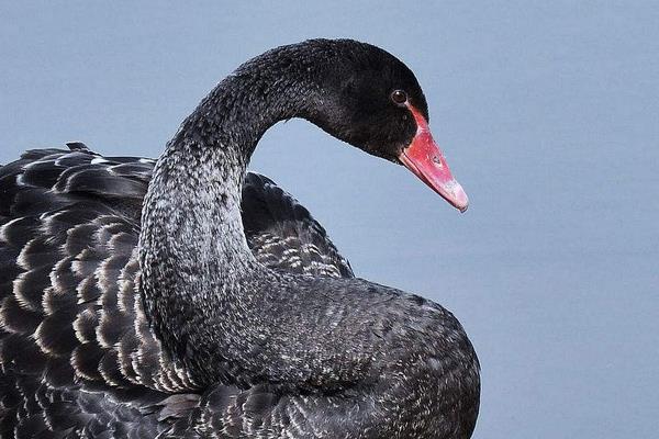 黑天鵝市場價格多少錢一斤  黑天鵝的養殖前景怎么樣