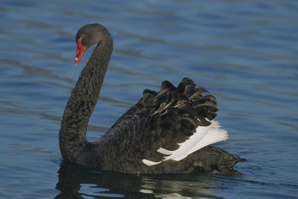 黑天鵝市場價格多少錢一斤 黑天鵝的養殖前景怎么樣